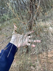 Allocasuarina campestris
