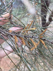Allocasuarina campestris