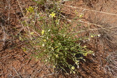 Menodora scabra
