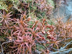 Dracophyllum recurvum