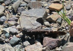 Trimerotropini