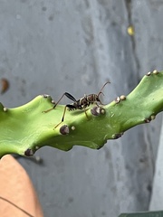 Neoclytus mucronatus