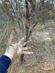 Allocasuarina campestris
