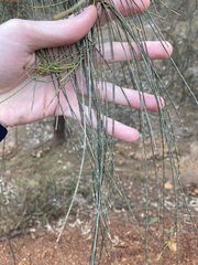 Allocasuarina campestris