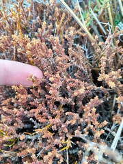 Lepidothamnus laxifolius