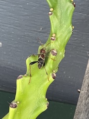 Neoclytus mucronatus