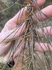 Allocasuarina campestris