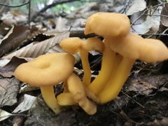Craterellus ignicolor