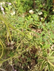 Ipomopsis macrosiphon