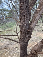 Allocasuarina campestris