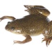 African Clawed Frog - Photo (c) Brian Gratwicke, some rights reserved (CC BY)