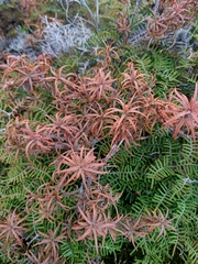 Dracophyllum recurvum