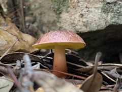 Aureoboletus