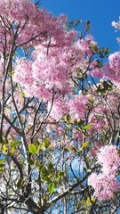 Chionanthus pubescens