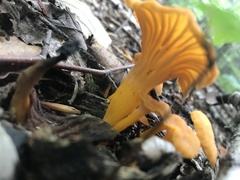 Craterellus ignicolor