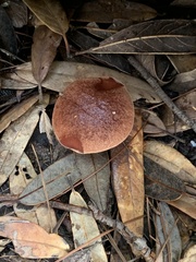 Aureoboletus