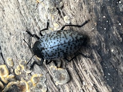 Cypherotylus californicus
