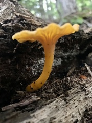 Craterellus ignicolor