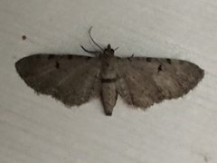 Eupithecia absinthiata