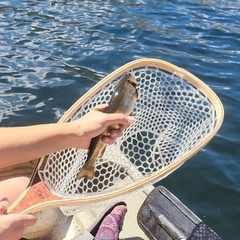 Salvelinus fontinalis