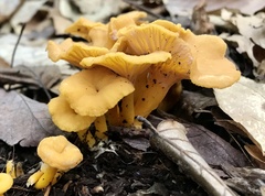 Craterellus ignicolor