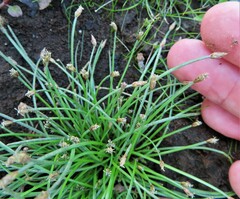Eleocharis obtusa