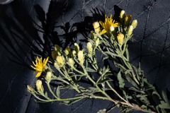 Ericameria obovata