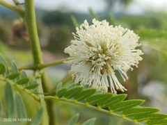 Leucaena leucocephala