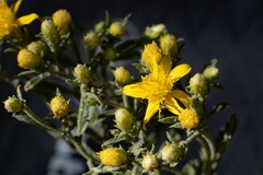 Ericameria obovata