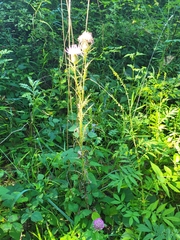 Cirsium