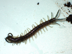 Cormocephalus rubriceps