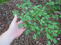 Vaccinium arboreum