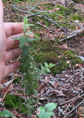 Aureolaria pectinata