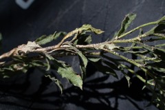Ericameria obovata