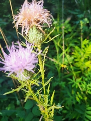 Cirsium