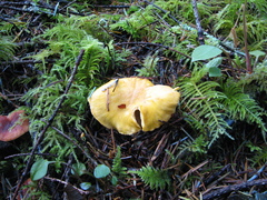 Cantharellus formosus