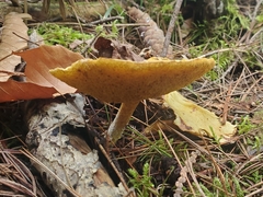 Suillus americanus