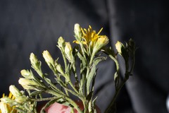 Ericameria obovata