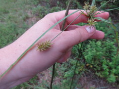 Cyperus retrofractus