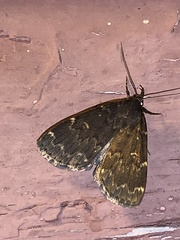 Idia scobialis