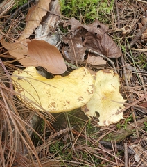 Suillus americanus
