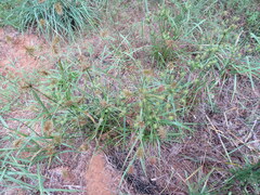 Cyperus retrofractus