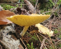 Suillus americanus