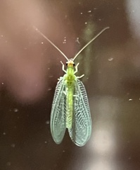 Chrysopa oculata