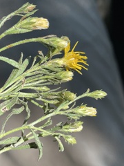 Ericameria obovata