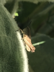 Phaulacridium vittatum