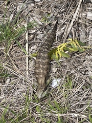 Tiliqua scincoides