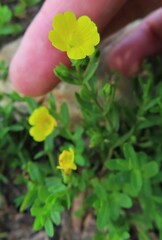 Gratiola aurea