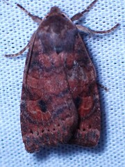 Anathix puta