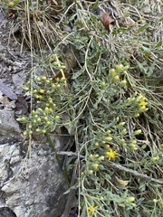 Ericameria obovata